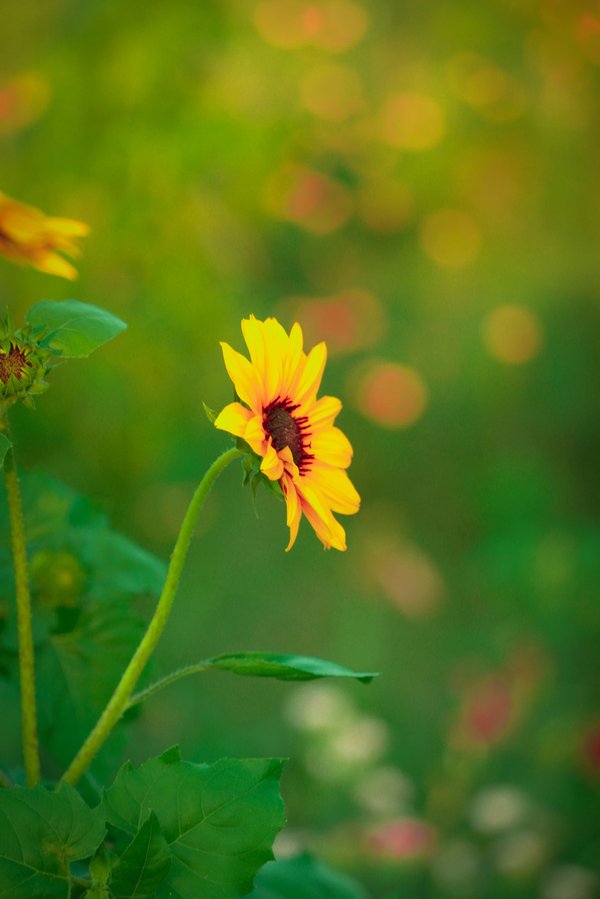 Comment grandir en taille après la puberté ?